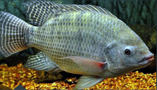 Microtek Hormonado para Tilapia